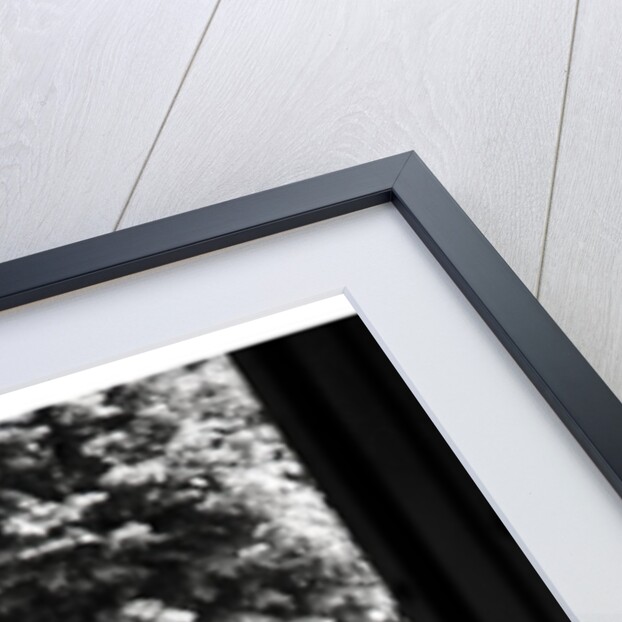 The Duke and Duchess of Windsor by Cecil Beaton