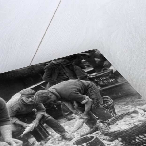 Gutting Fish by Andrew Pitcairn-Knowles