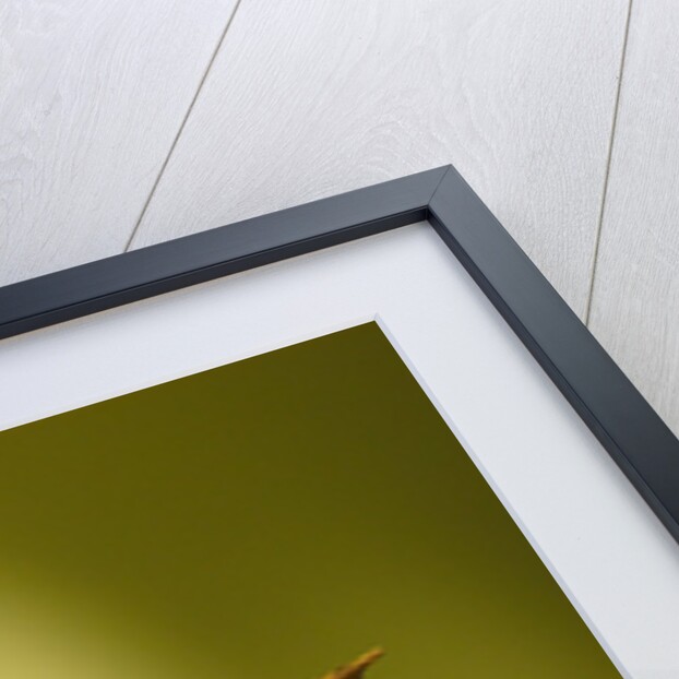 Mirror, detail by Stuart Cox