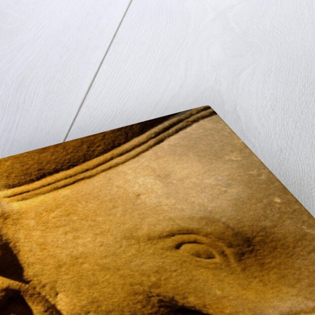 Elephant, detail by Stuart Cox