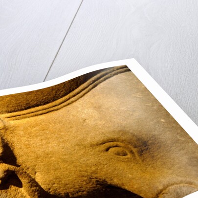 Elephant, detail by Stuart Cox