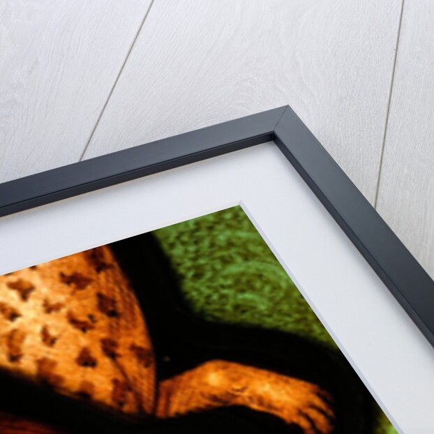 Bear from St by Stuart Cox