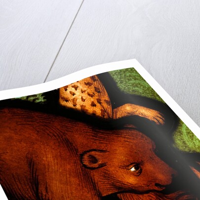 Bear from St by Stuart Cox