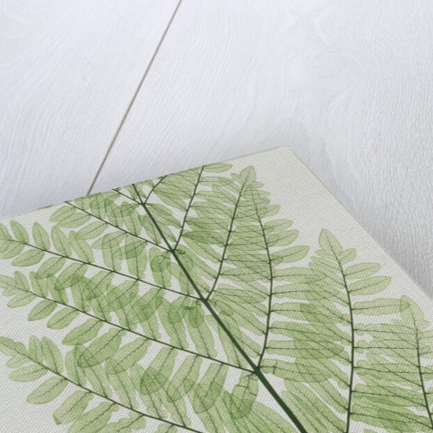 Flowering Fern by Evans & Co. Bradbury