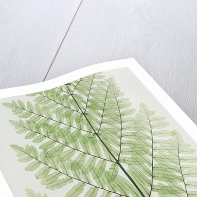 Flowering Fern by Evans & Co. Bradbury