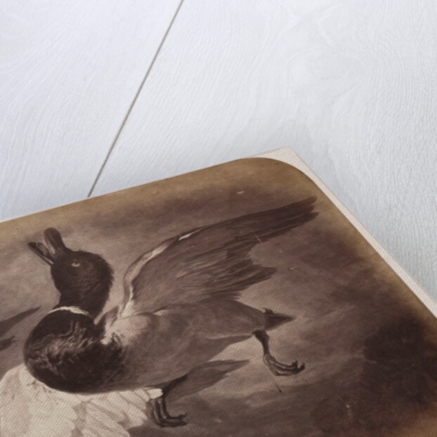 Painting of a duck in flight by Roger Fenton