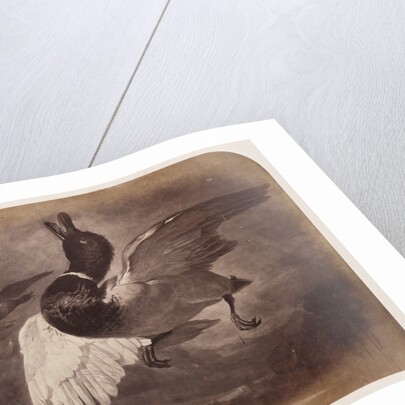 Painting of a duck in flight by Roger Fenton