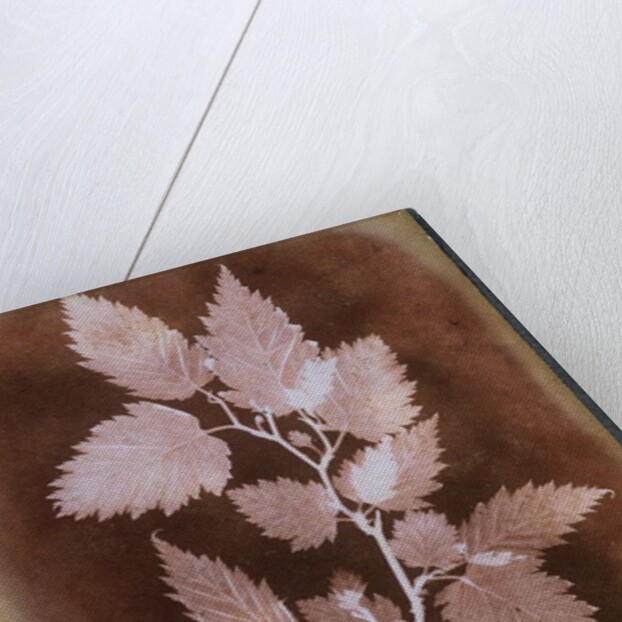 Leaf by William Henry Fox Talbot
