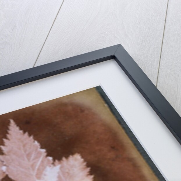 Leaf by William Henry Fox Talbot