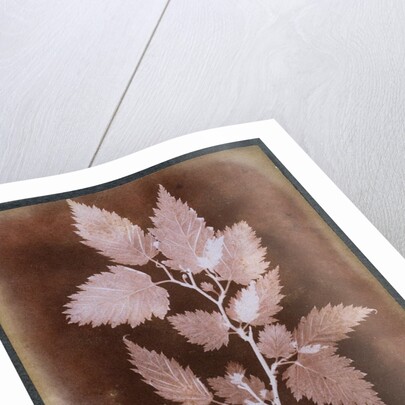 Leaf by William Henry Fox Talbot