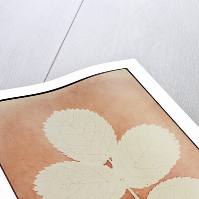 Five Leaves on a Stem by William Henry Fox Talbot