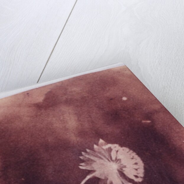 Astrantia Major by William Henry Fox Talbot