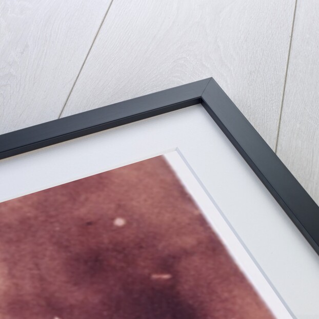 Astrantia Major by William Henry Fox Talbot