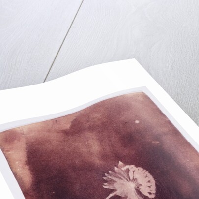 Astrantia Major by William Henry Fox Talbot