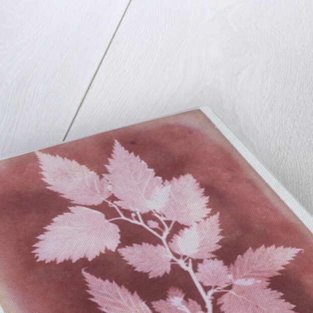Leaves on a Stem by William Henry Fox Talbot