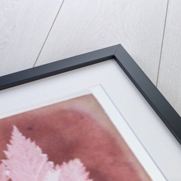 Leaves on a Stem by William Henry Fox Talbot