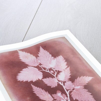 Leaves on a Stem by William Henry Fox Talbot