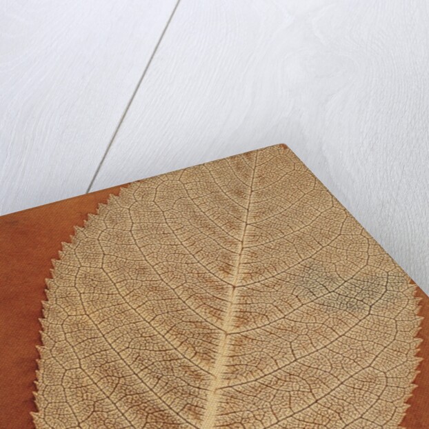 Single Leaf by William Henry Fox Talbot