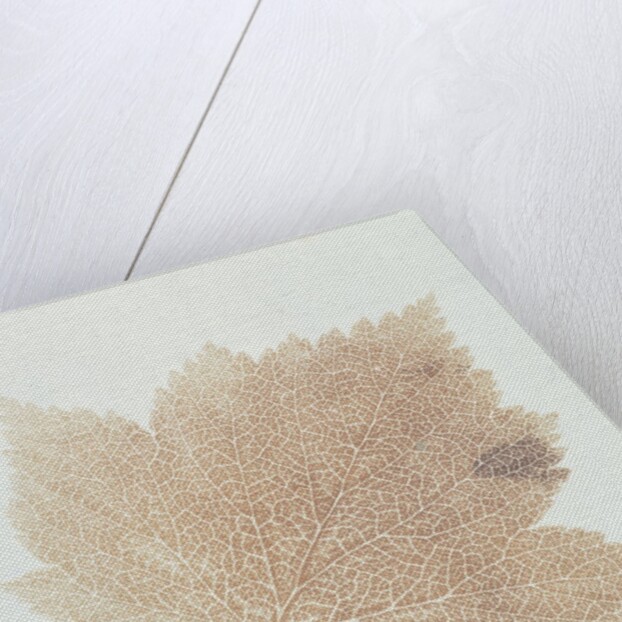 Leaf by William Henry Fox Talbot