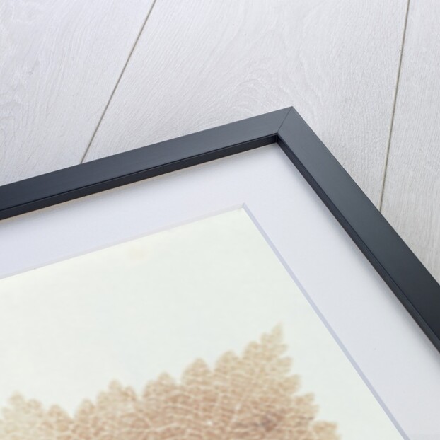 Leaf by William Henry Fox Talbot