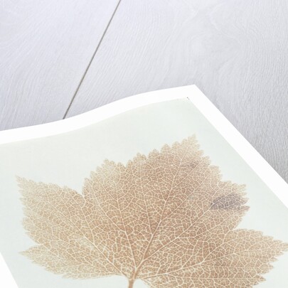Leaf by William Henry Fox Talbot