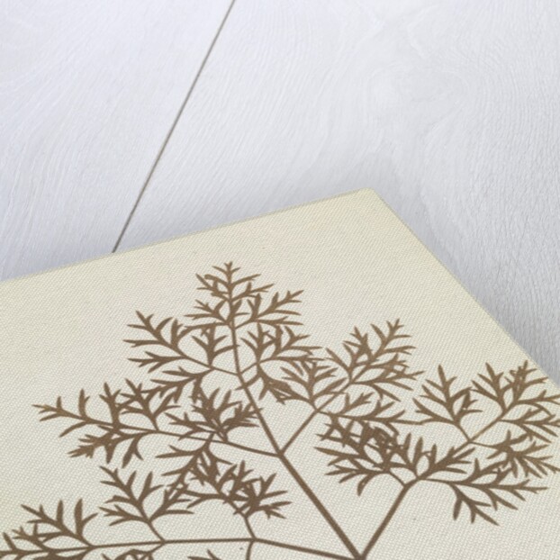 Botanical Specimen by William Henry Fox Talbot
