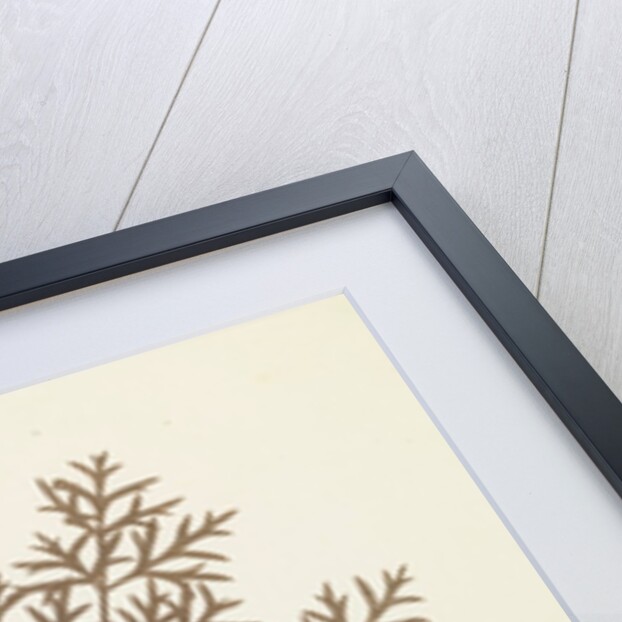 Botanical Specimen by William Henry Fox Talbot