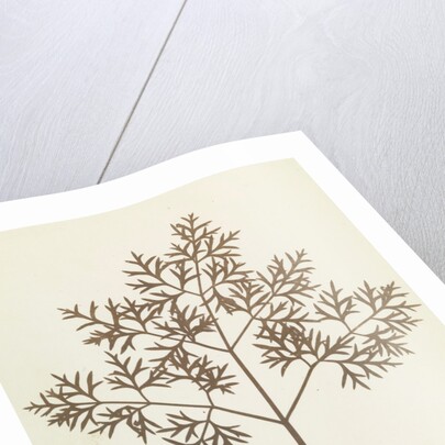 Botanical Specimen by William Henry Fox Talbot