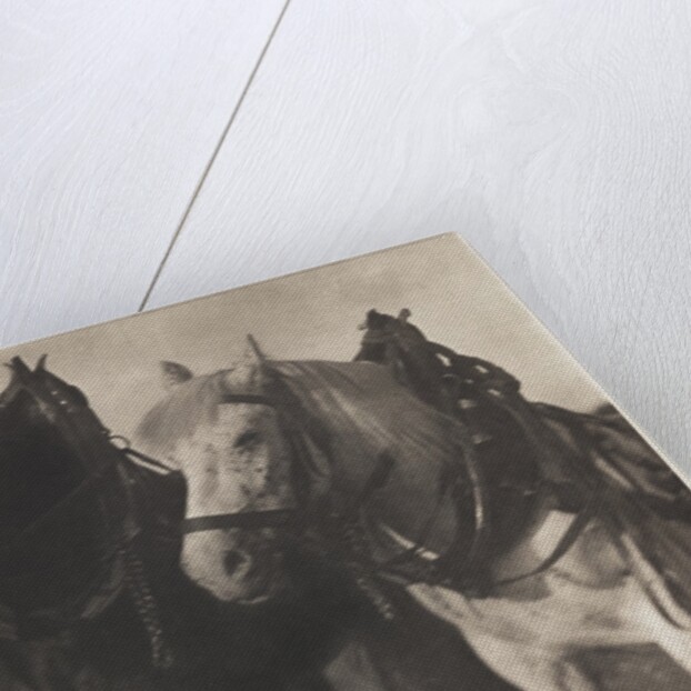 Horses by Alfred Stieglitz