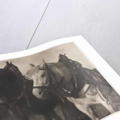 Horses by Alfred Stieglitz