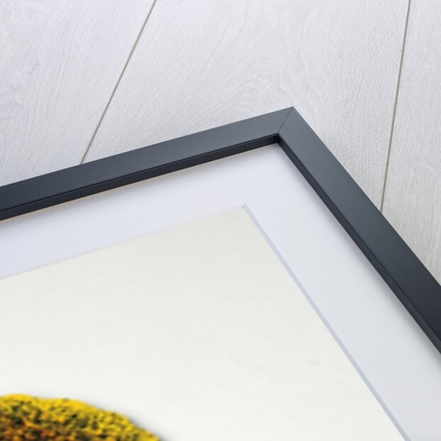 Jumping Jack by Unknown