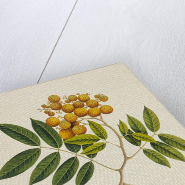 Common Sterculia. Guangzhou, China, c.1800-40 by Unknown