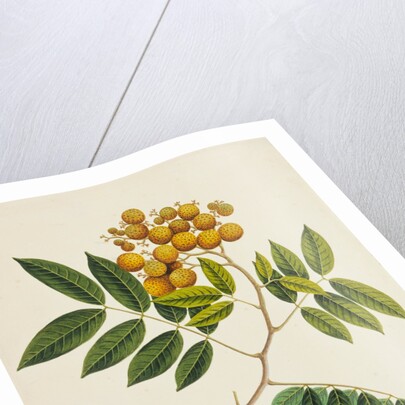 Common Sterculia. Guangzhou, China, c.1800-40 by Unknown