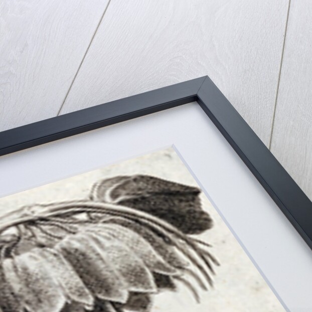 Frittillaria, from Jardin de Fleurs by Crispijn van de Passe