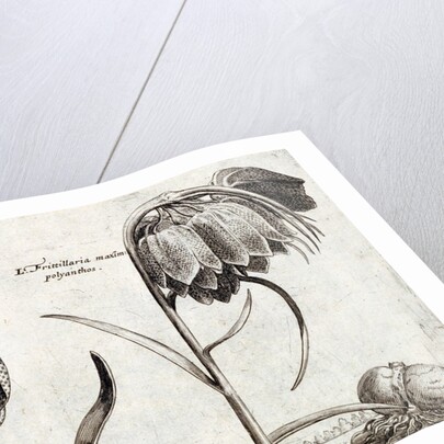 Frittillaria, from Jardin de Fleurs by Crispijn van de Passe