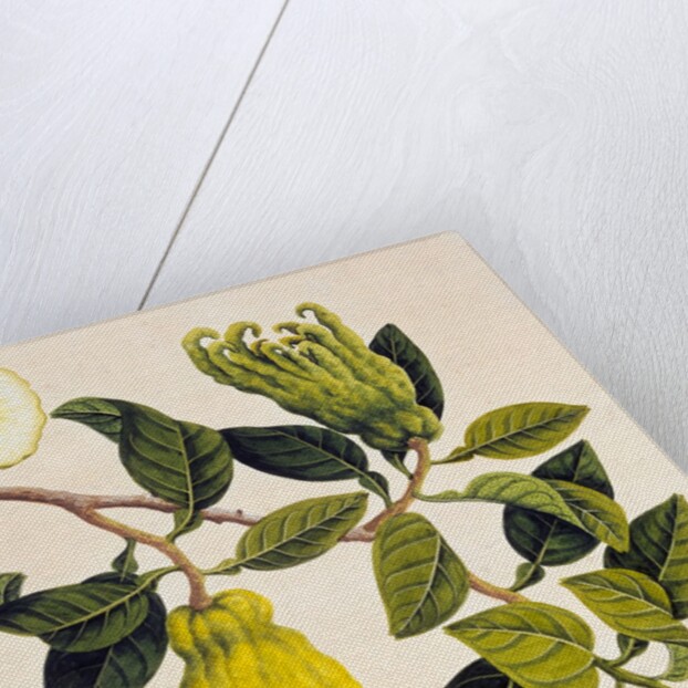 Fingered Citron or Fo Shou. Guangzhou, China, 1800-40 by Unknown