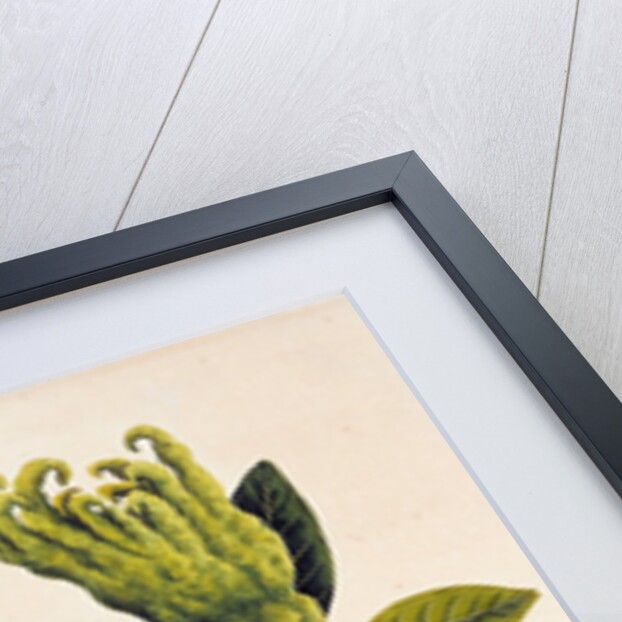 Fingered Citron or Fo Shou. Guangzhou, China, 1800-40 by Unknown