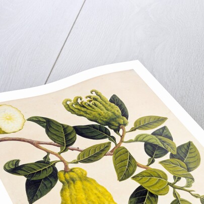 Fingered Citron or Fo Shou. Guangzhou, China, 1800-40 by Unknown