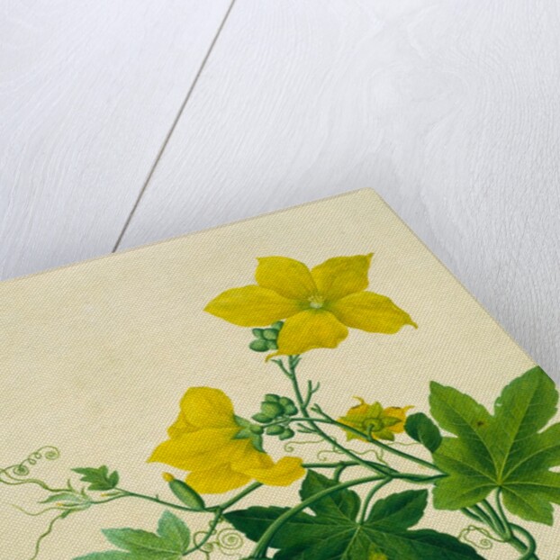 Singkwa Towel Gourd by Unknown