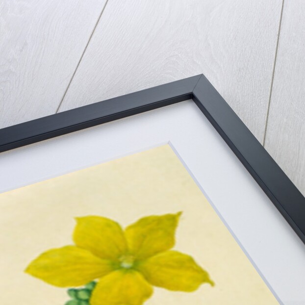 Singkwa Towel Gourd by Unknown