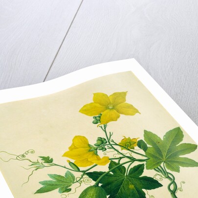 Singkwa Towel Gourd by Unknown