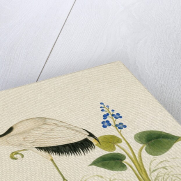 Red-crowned crane by Unknown