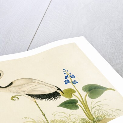 Red-crowned crane by Unknown