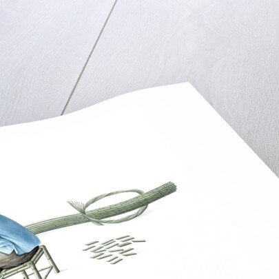 Man making wooden tubs by Unknown