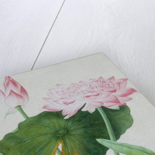 Lotus. Guangzhou, China, c.1800-1840 by Unknown