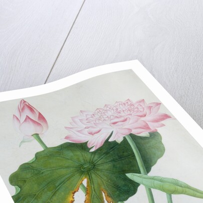 Lotus. Guangzhou, China, c.1800-1840 by Unknown
