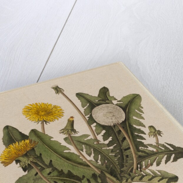 Dandelion by William Kilburn