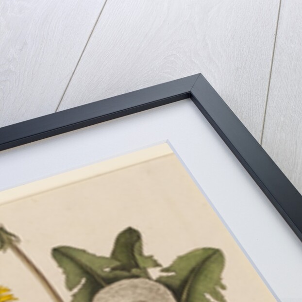 Dandelion by William Kilburn