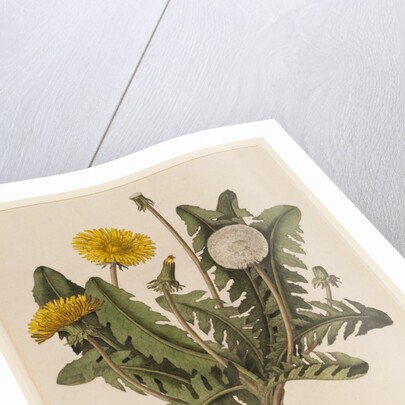 Dandelion by William Kilburn