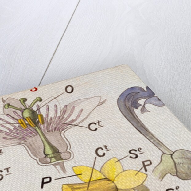 Nectaries by Christopher Dresser